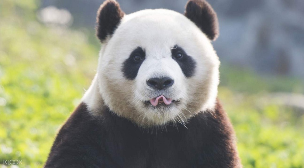 Những chú gấu trúc đáng yêu tại Everland